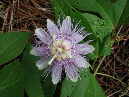 Passion Vine